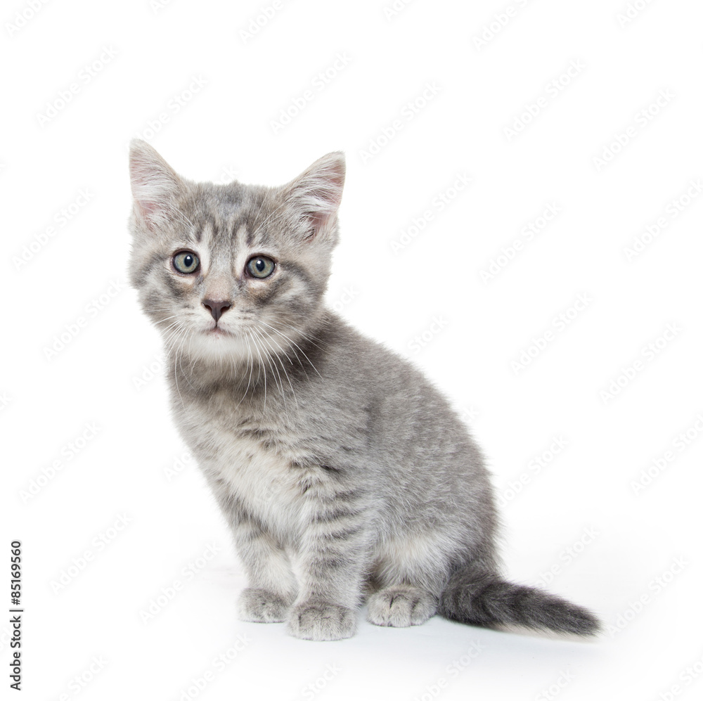 Cute gray tabby kitten on white