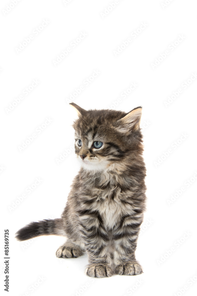 Obraz premium Cute tabby kitten on white background