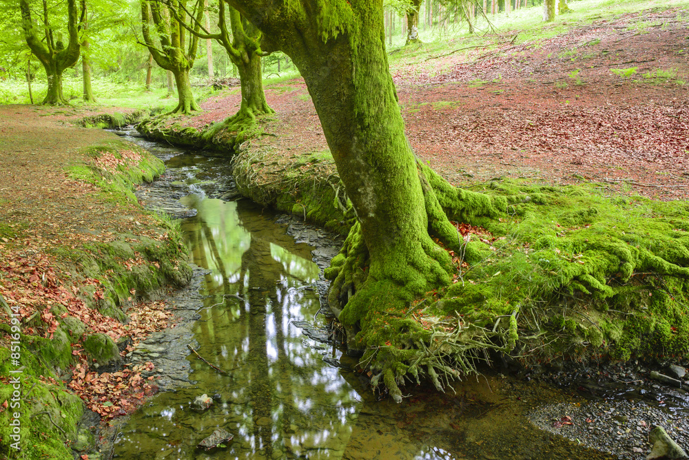 Fototapeta premium Otzarreta beech forest, Gorbea Natural Park, Bizkaia (Spain)