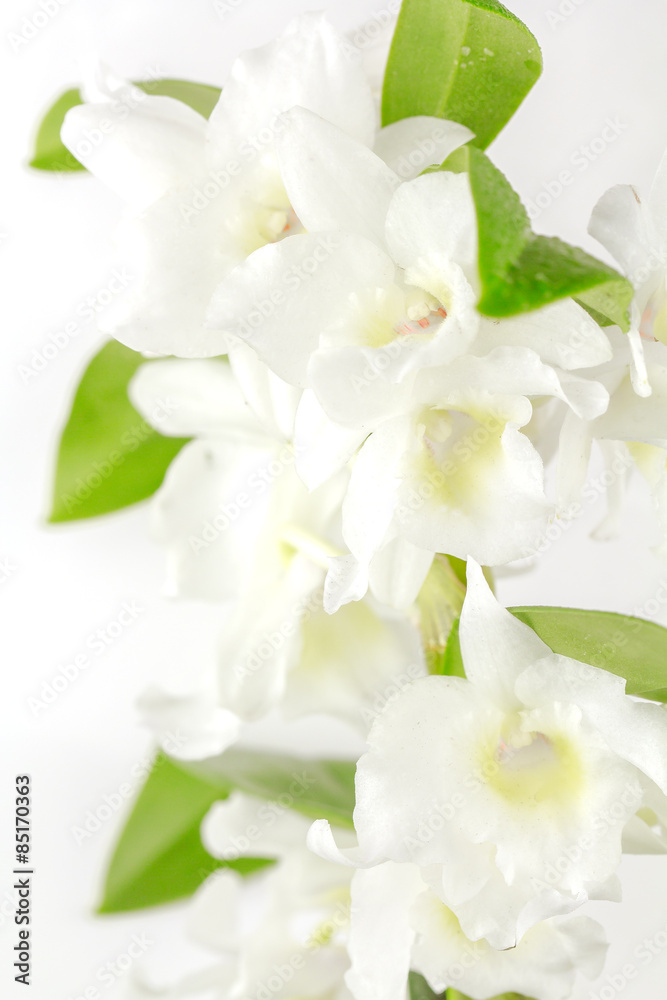 Obraz premium orchidée blanche