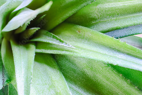 Pineapple mature leaf