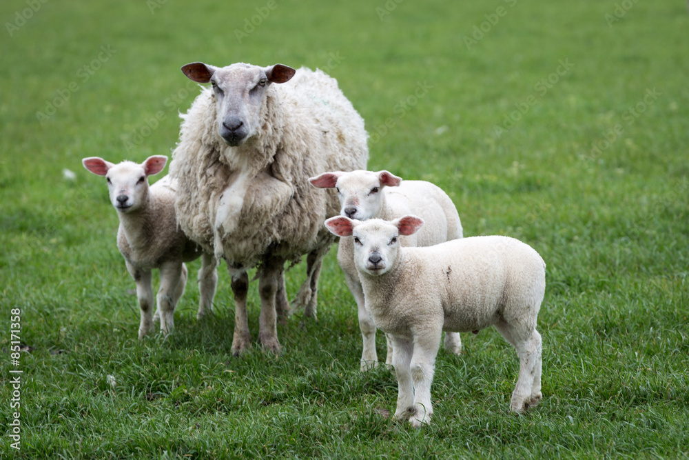 Obraz premium Sheep and Newborn Lambs