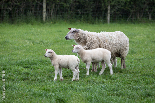 Sheep and Newborn Lambs