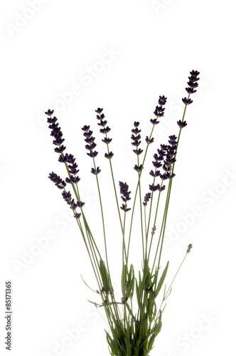 lavender flower