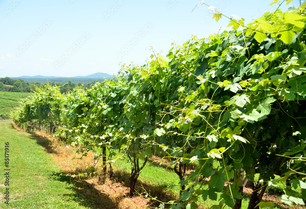 Vineyards of North Georgia, USA
