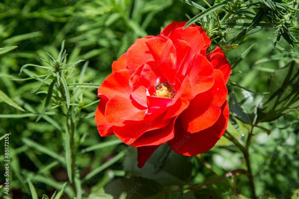 riesige rote leuchtende Rosenblüte im Kontrast zum tief grünen Hintergrund