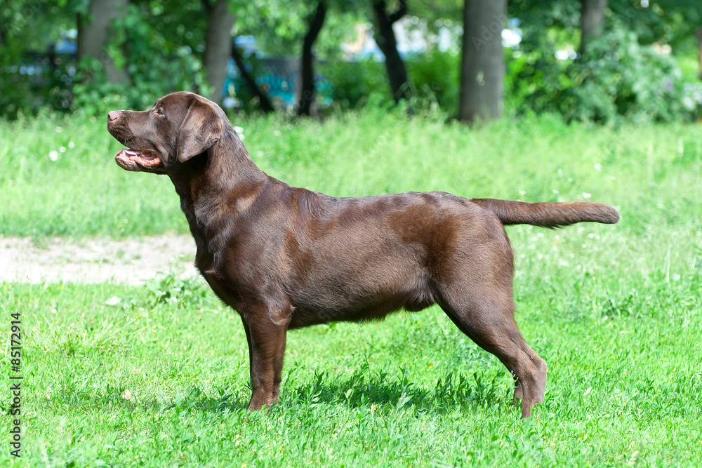 Chocolate labrador retriever (age 9,0 months).