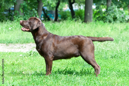 Chocolate labrador retriever (age 9,0 months).