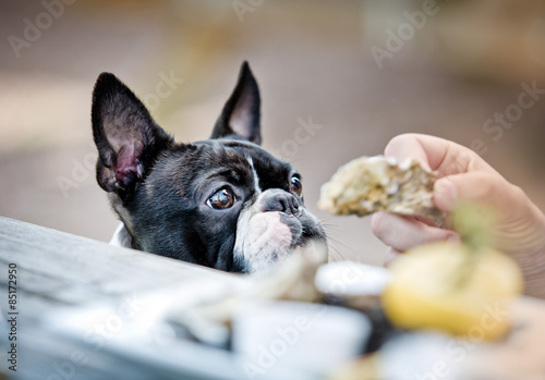 Boston Terrier in the Restaurant