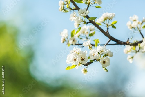 Flower, background, spring. © BillionPhotos.com