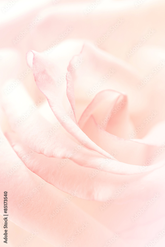 sweet rose in soft color and blur style for background
