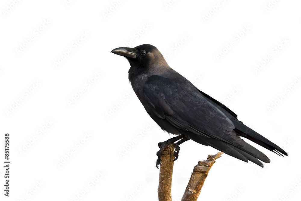 House crow isolated in white background Stock Photo Adobe Stock