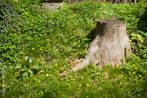 Stump near the green grass