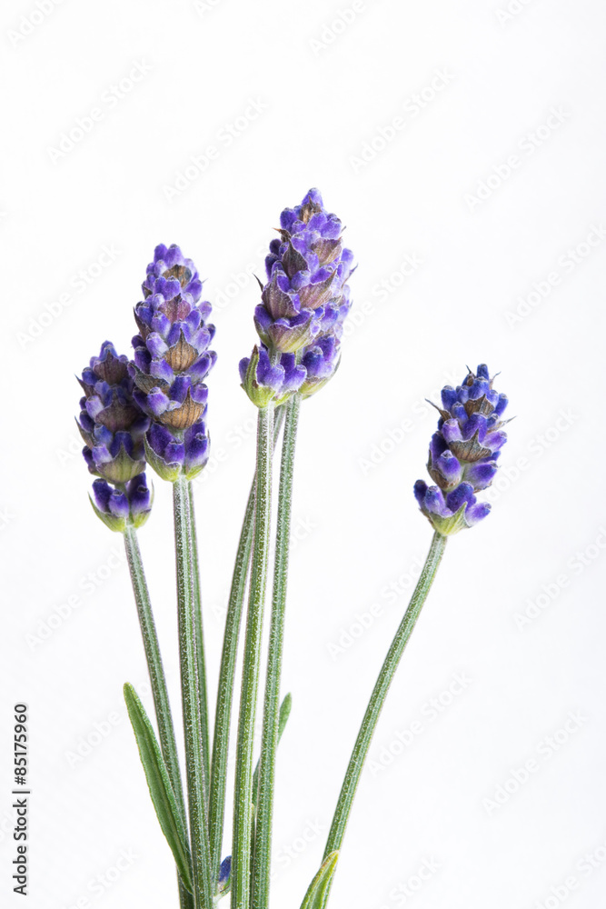 Naklejka premium Bunch of lavender flowers isolated over white background