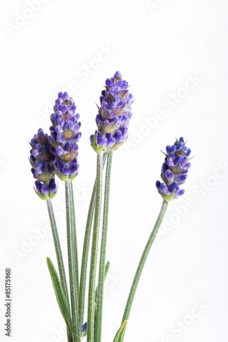 Bunch of lavender flowers isolated over white background