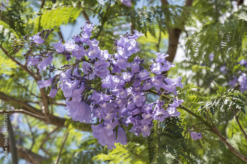 Jacaranda tree flowers