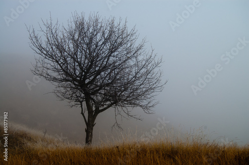 one tree in a fog