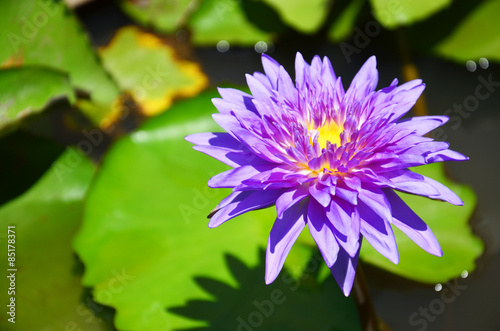 Lotus flower or Water Lily Blossom
