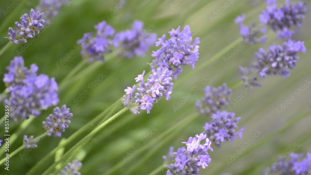 Lavendel, Heil-und Parfümpflanze mit Blüte Lavendel, Heil-und Parfümpflanze mit Blüte