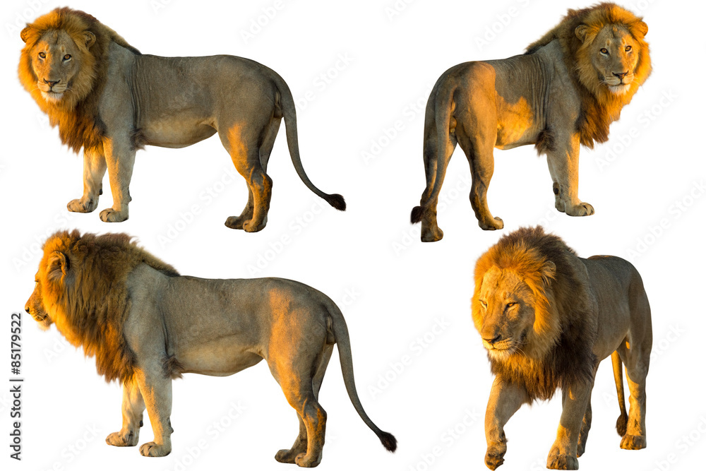 Obraz premium Four Lions