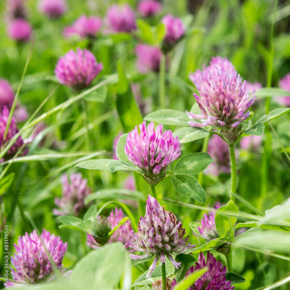 clover / Meadow with blooming red clover clover / Meadow with blooming red clover