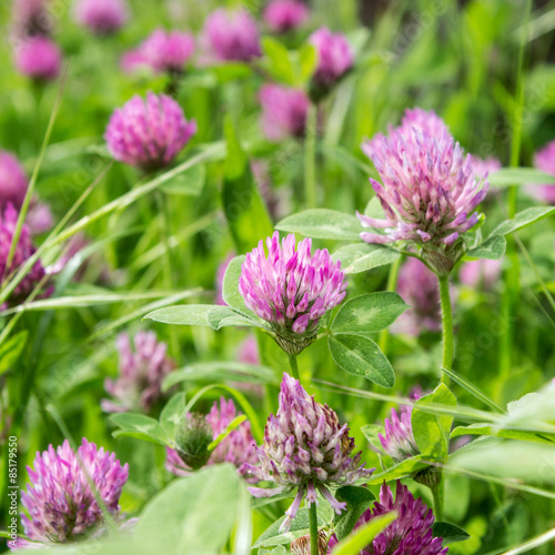 clover   Meadow with blooming red clover