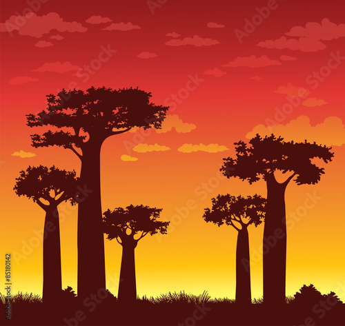 Baobabs and sunset. Madagascar.