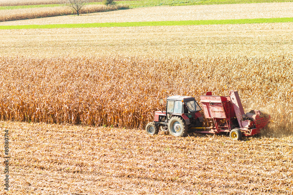 Obraz premium Old-Fashioned tractor harvesting corn corp.