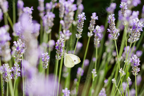 Butterfly and Lavender