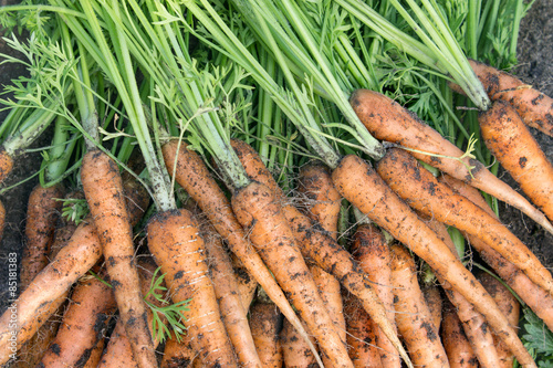 carrots / freshly harvested carrots with soil 