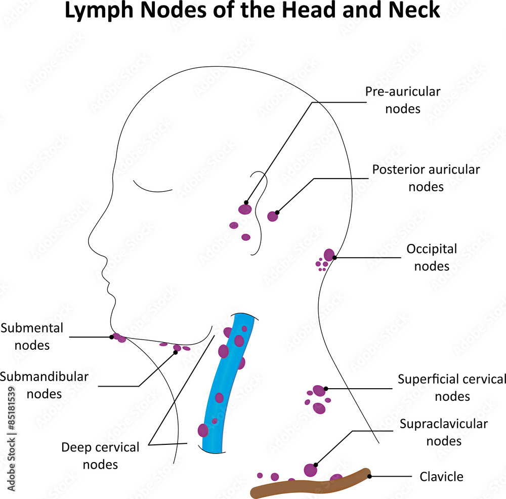 Supraclavicular Lymph Nodes