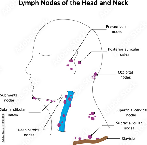 The Lymph Nodes of the Head and Neck Labelled 