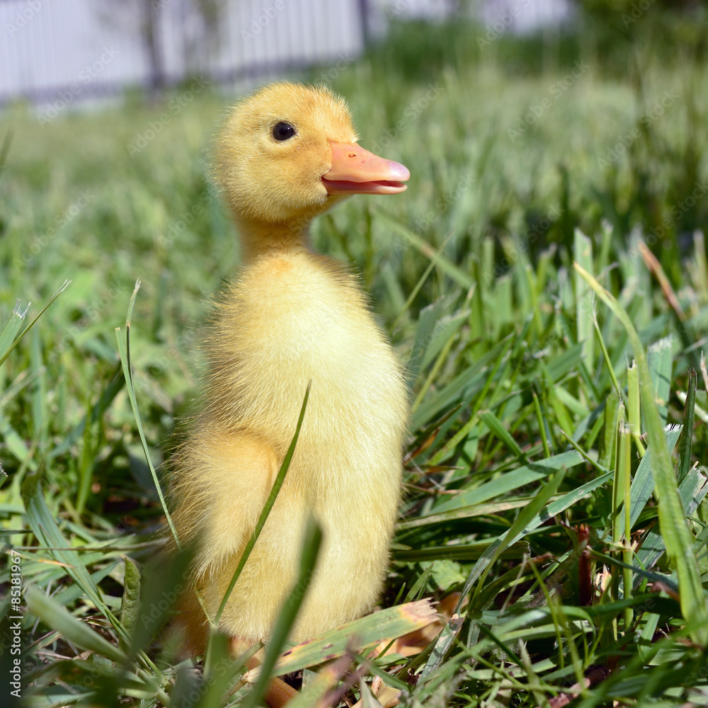 Duckling Duckling