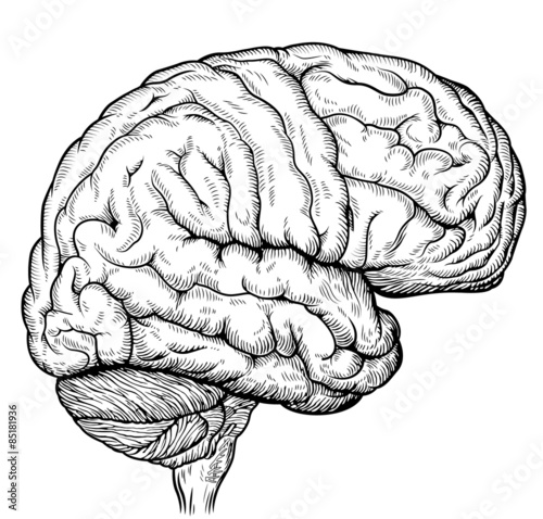 brain scheme