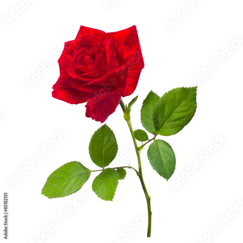 single flowe beautiful red rose isolated white for design or greetingcard