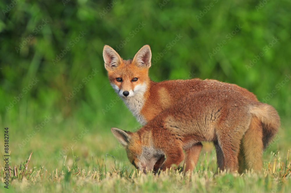 Two wild red foxes