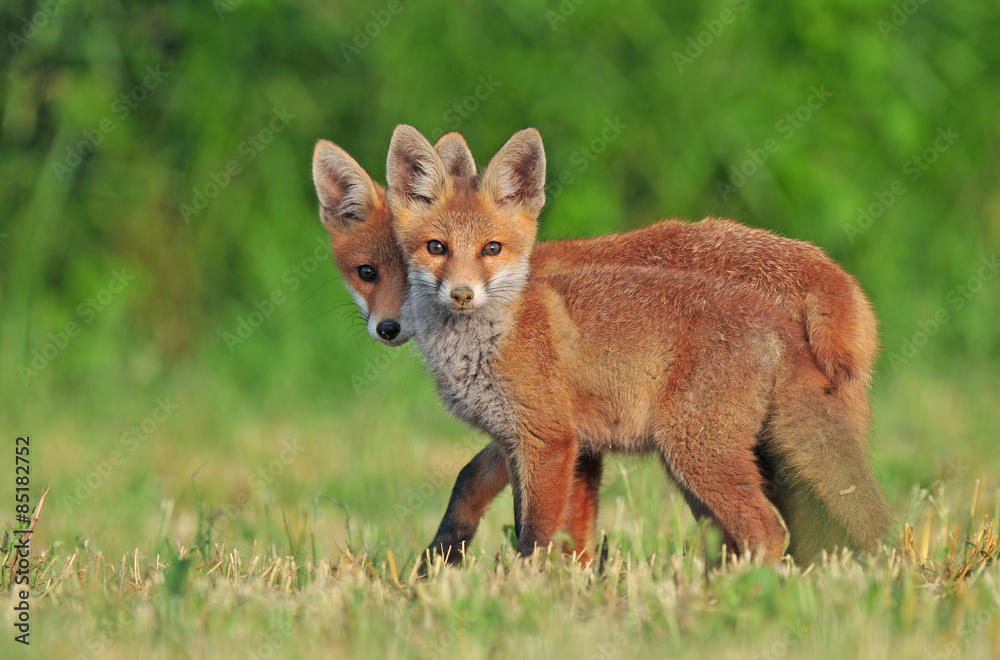 Two wild red foxes