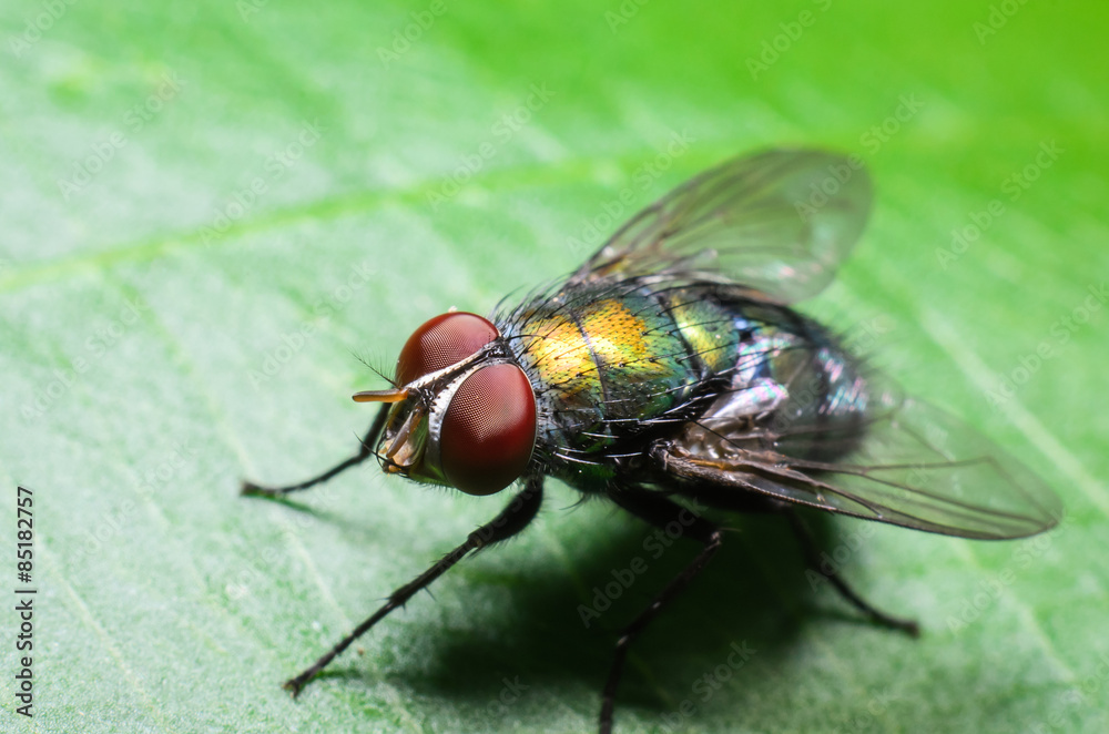 flies flies