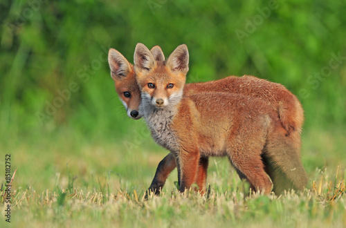 Two wild red foxes © Soru Epotok