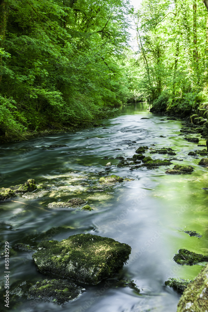 Obraz premium Bach im Wald