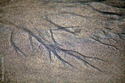 sand root pattern two photo
