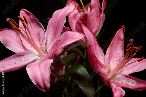 Fototapeta Naklejka Na Ścianę i Meble -  Lilium, Lily, Lilies