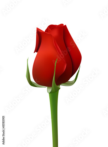 vector red rose in closeup on white background