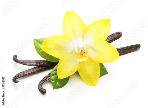 Vanilla pods and orchid flower isolated
