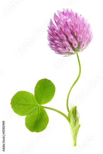Green clover leaf and flower isolated
