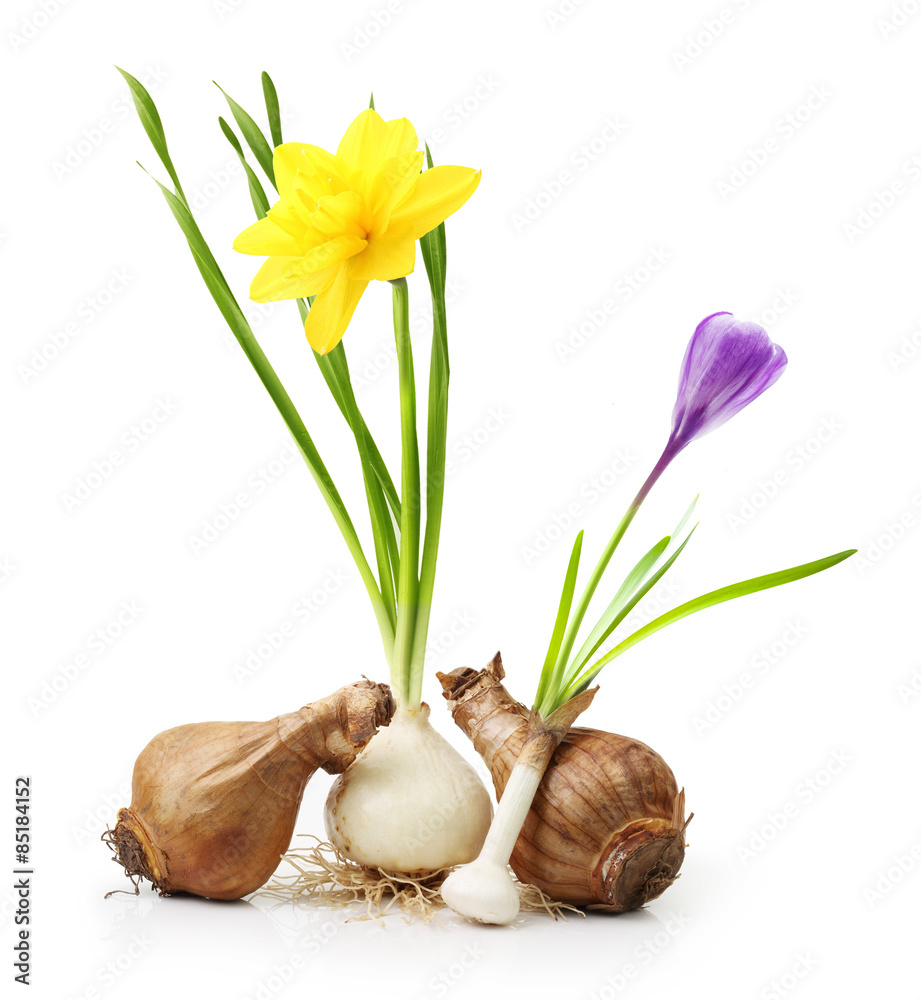 Fototapeta premium Narcissus from bulb with root
