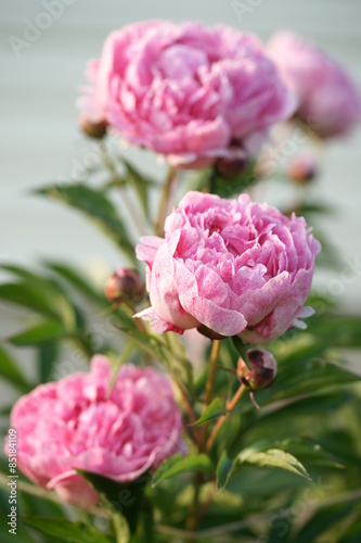 Розовые цветы пиона