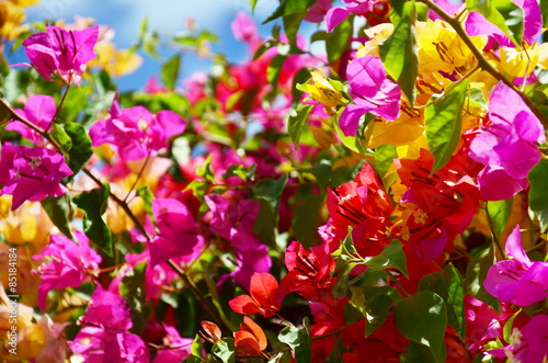 Bougainvillea flower