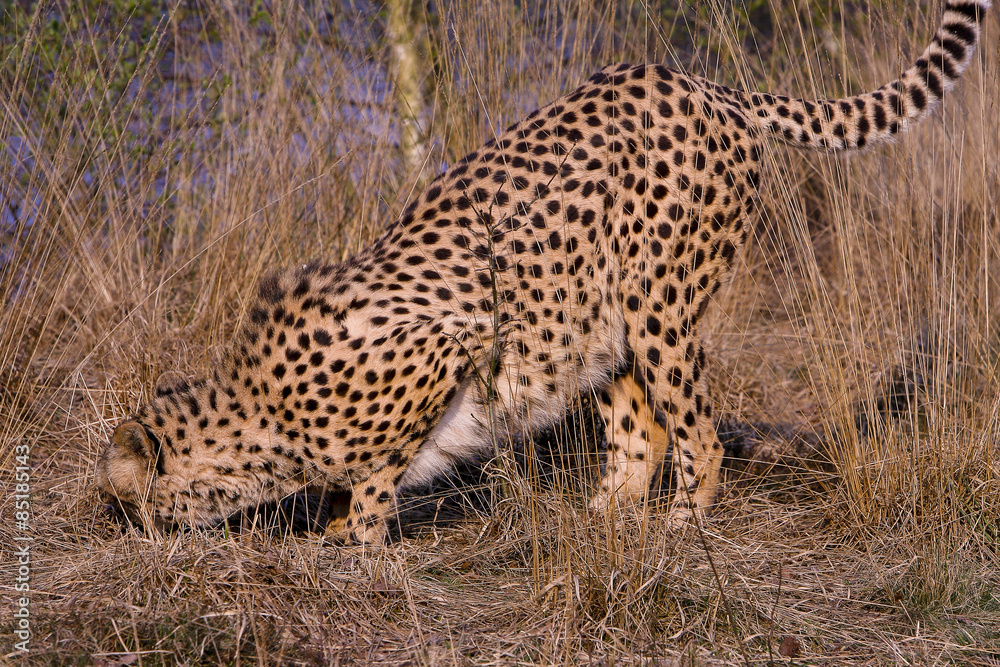 Obraz premium Cheetah snuffelt.
