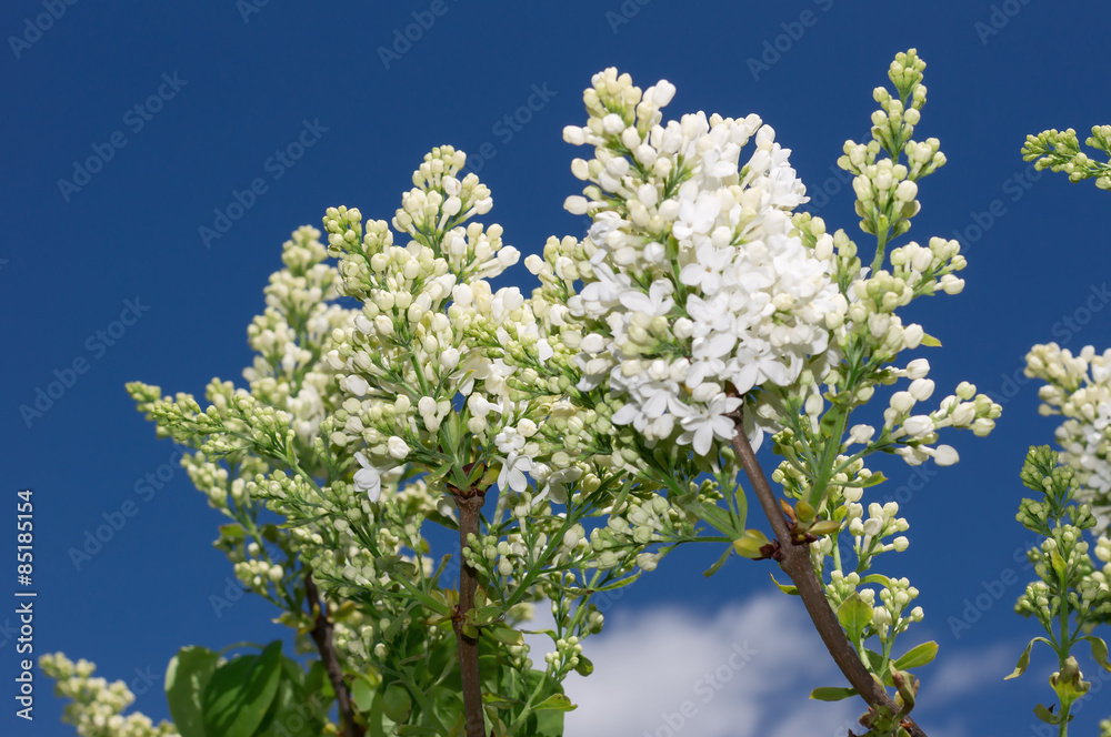 Lilac selective focus Lilac selective focus